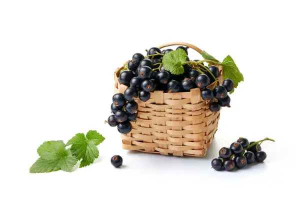 Blackcurrants in and beside a small wicker basket on white background.