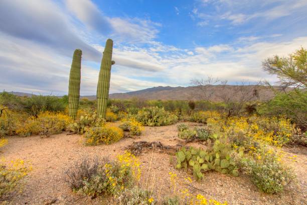 istock Large Arizona Saguaro Cactus Landscape In Vertical Orientation 1153447376