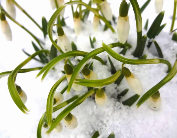 istock snowdrops in the snow 1153447578