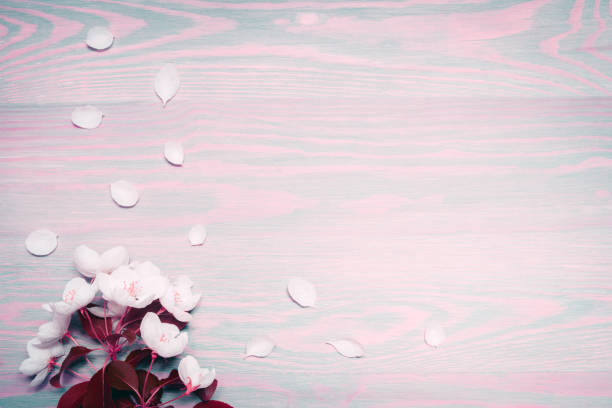 Beautiful spring apple flowers on wooden background. Frame composition. Copy space for text.