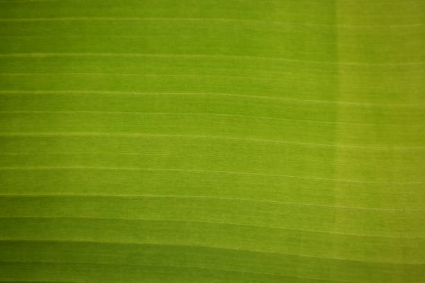 istock Green banana leaves for the background 1153449686