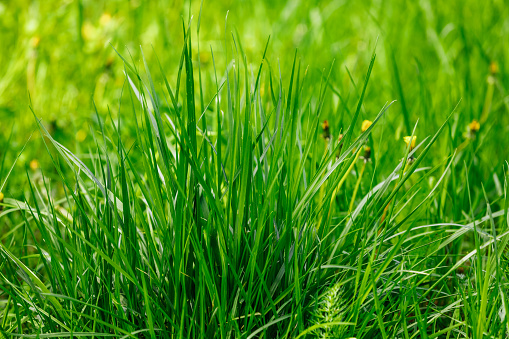 grass close-up. grass in early morning. Sunny day concept. Natural background.