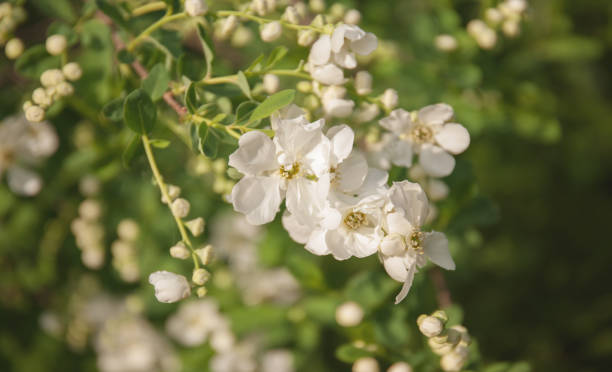 istock Apple tree branch blooming with white flowers against the nature background 1153449987