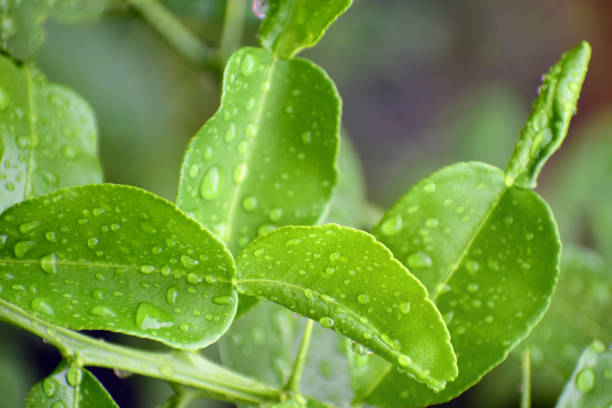 istock Drops of water on kaffir lime leaves 1153450214