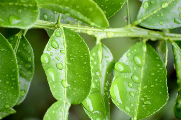 istock Drops of water on kaffir lime leaves 1153450340