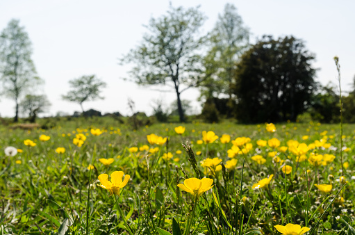 Blossom yellow Buttercups closeup in a green landscape at the island Oland in Sweden