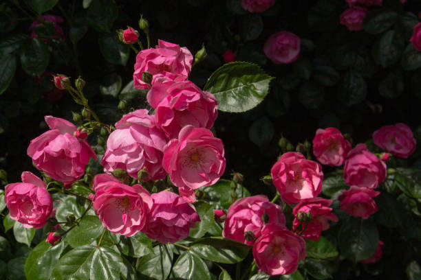 istock beautiful pink roses on black background 1153452248