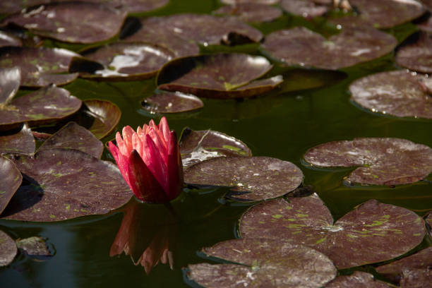 istock pink blooming water lily in a pond 1153452392