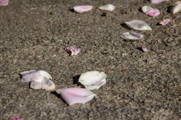 istock pink petals on gray stone background 1153452567