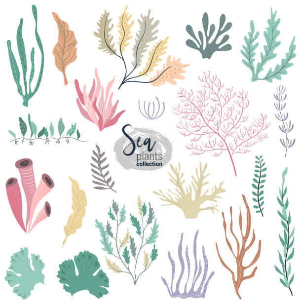 illustrazioni stock, clip art, cartoni animati e icone di tendenza di collezione vettoriale di colorate piante di barriera corallina oceanica sottomarina - seaweed sea pattern green