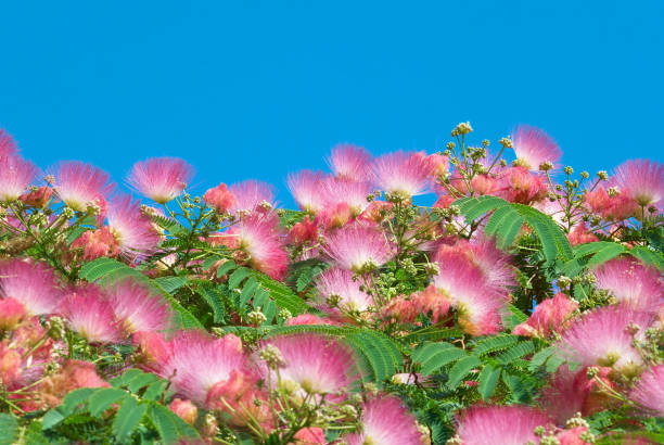 Flowers of acacia (Albizzia julibrissin) with blue sky