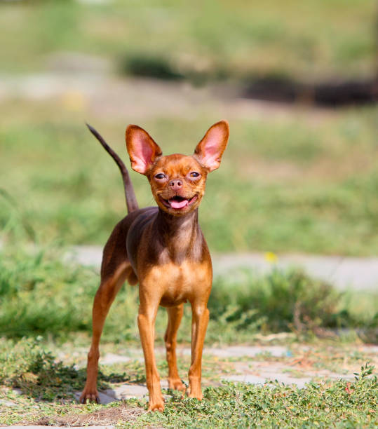 istock Red-haired dog smiles. 1153454334