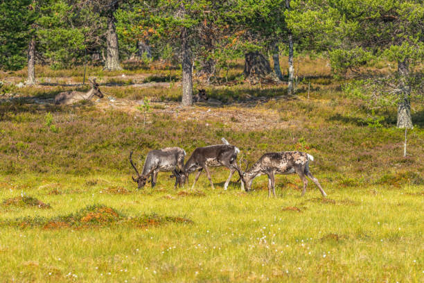 istock Reindeer that grazing on a bog at the forest edge 1153454438