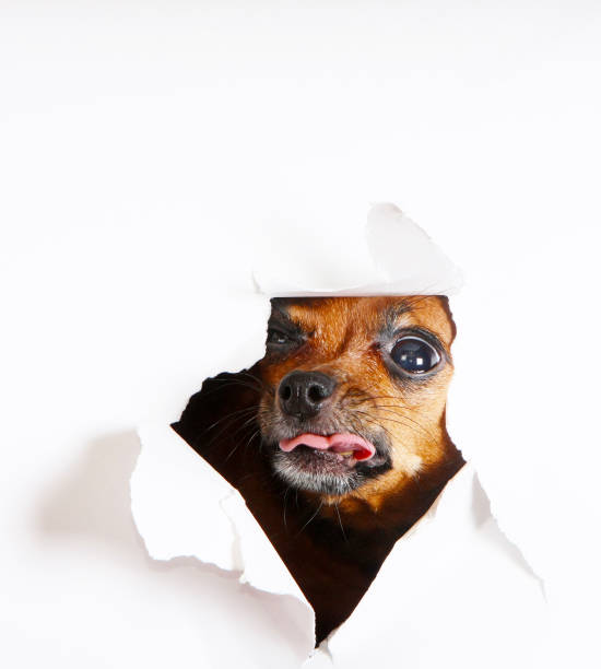 istock The dog looks through the paper hole. 1153454489
