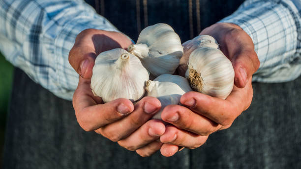 istock Farmer's hands hold several delicious garlic bulbs 1153454808