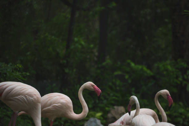 istock Flamingo in the zoo. 1153456089