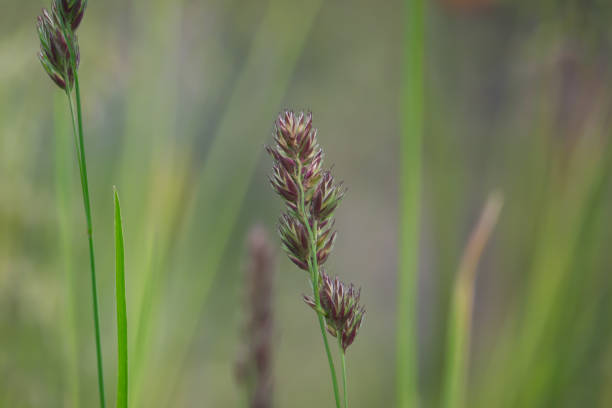 istock Cock's Foot Inflorescence in Springtime 1153456912