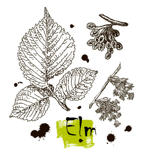 istock Vector image of leaves, flowers and fruits of elm. 1153457069