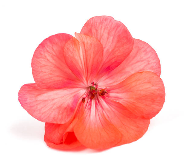 cabeza de flor de pelargonio - geranium flower pink leaf fotografías e imágenes de stock