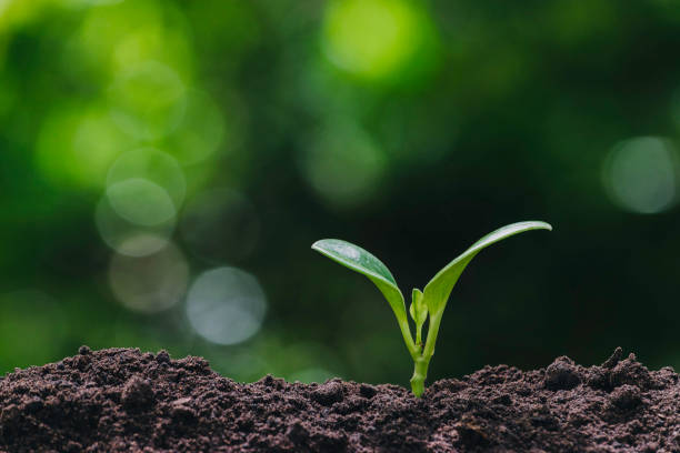istock Small trees are growing on the ground incomplete in soft green nature background. 1153457206