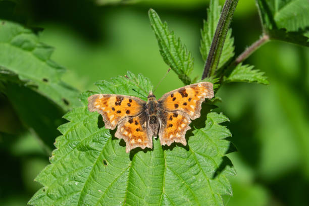 istock European Comma Butterfly on Leaf in Springtime 1153457295