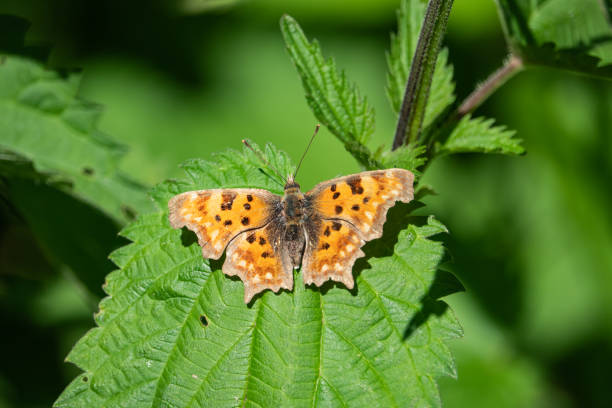 istock European Comma Butterfly on Leaf in Springtime 1153457375