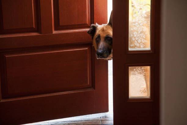 istock Dog peeks in door 1153458303