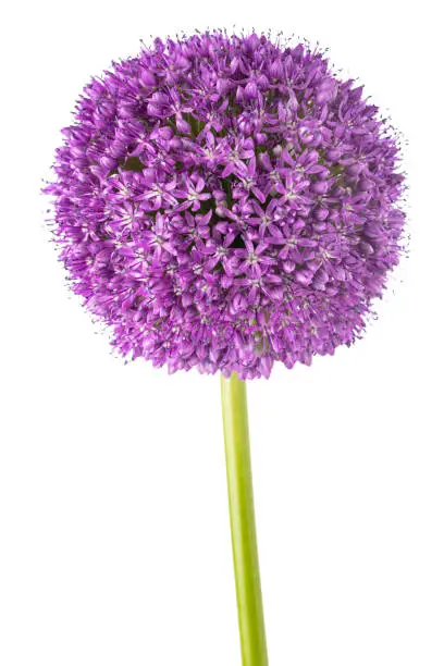 Giant onion flower isolated on white background