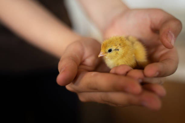 baby chicken w ludzkich rękach. nowo narodzony ptak w starannej pielęgnacji. hodowla i zwierzęta - hatchling yellow small nature zdjęcia i obrazy z banku zdjęć