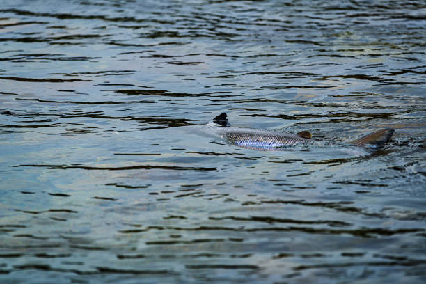 An Atlantic salmon fights against a fisherman.