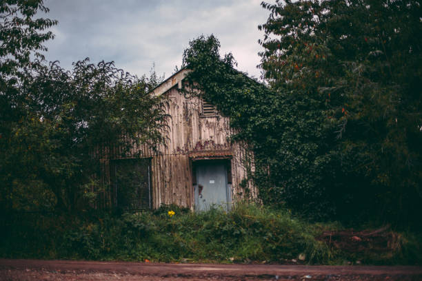 Old maintenance shed overgrown with trees.