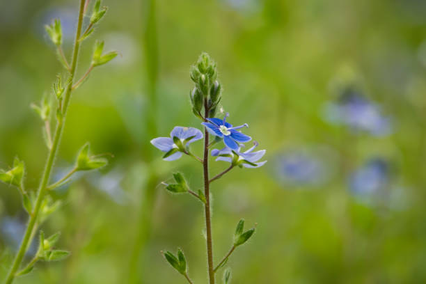 istock Germander Speedwell Flowers in Bloom in Springtime 1153463242