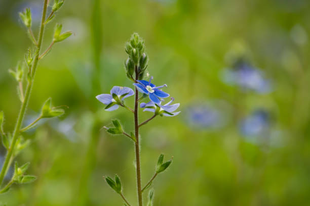 istock Germander Speedwell Flowers in Bloom in Springtime 1153463306