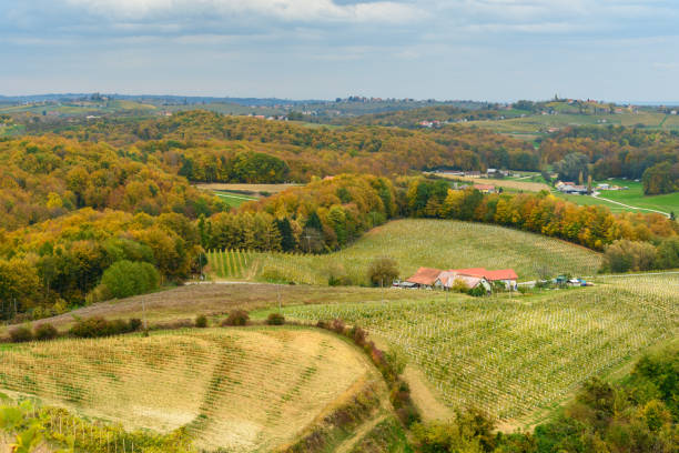 슬로베니��아 언덕의 아름 다운 포도 원 풍경. 루브 머. 슬로베니아 북동부 - slovenia vineyard grape jeruzalem 뉴스 사진 이미지