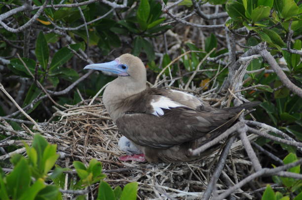 istock Red-footed booby in  Galapagos islands 1153464618