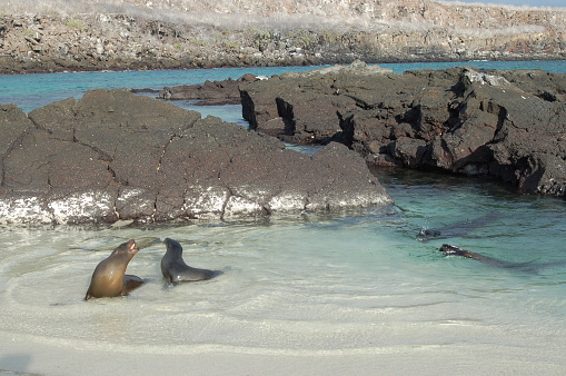 Sea lion on Galapagos Islands