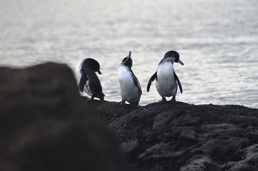 Penguins on a rock in Galapagos islands