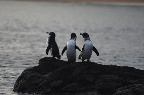 istock Penguins on a rock in Galapagos islands 1153464776