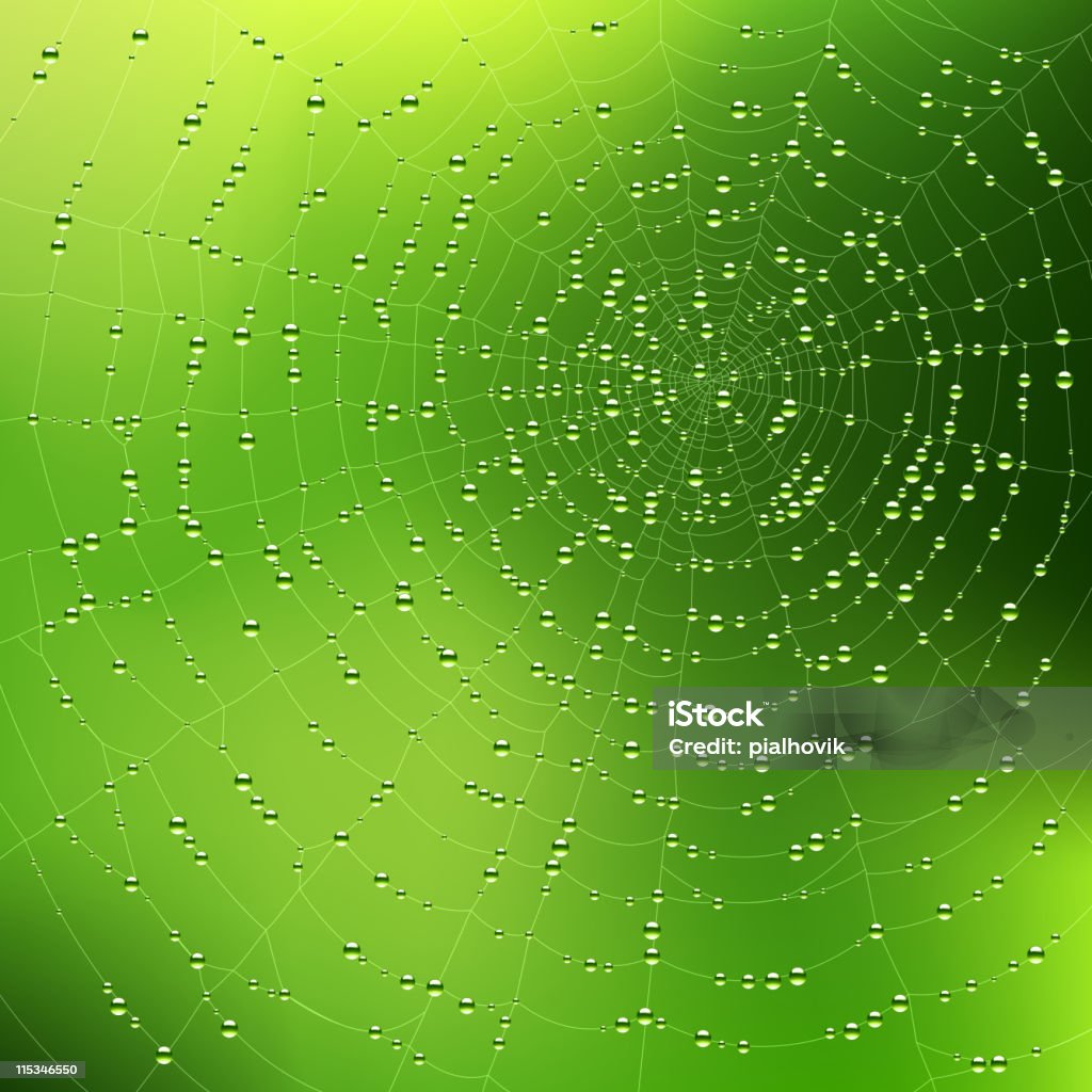 Spinnennetz mit dew drops - Lizenzfrei Tau Vektorgrafik