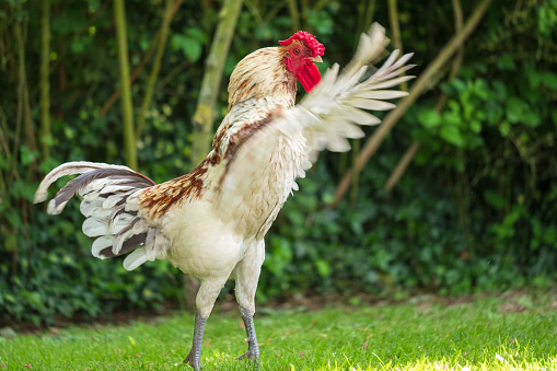 Seen in a summer garden, he and his hens are allowed to roam free, the hens used for there eggs.