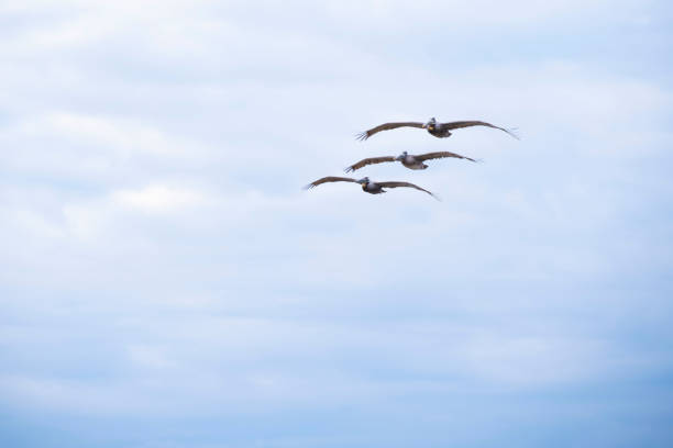 istock Sea birds in flight 1153466107