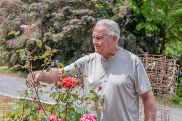 istock Senior man tending roses 1153466317