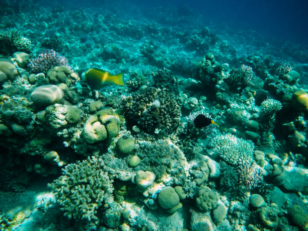 Underwater coral reef in red sea