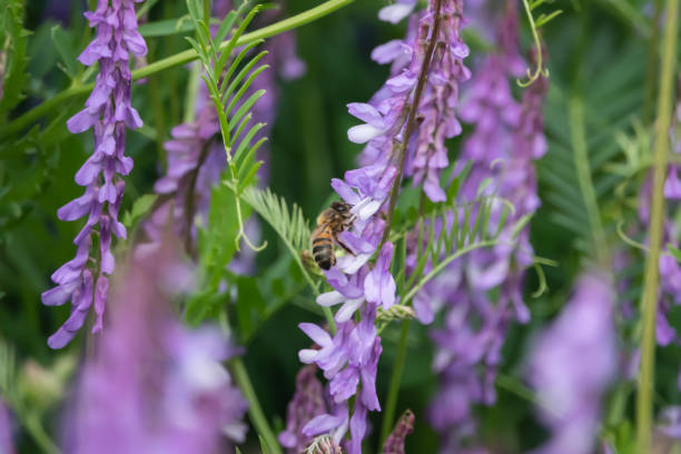 istock Honeybee on Tufted Vetch Flowers in Springtime 1153466451