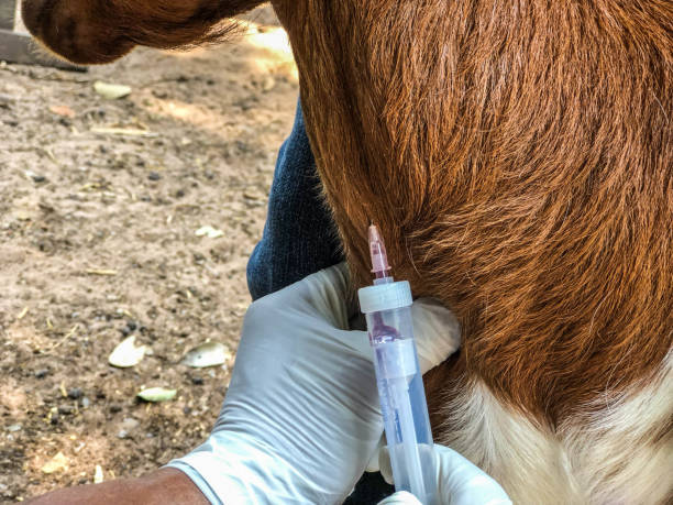 istock The blood from goat in jugular vein 1153468023