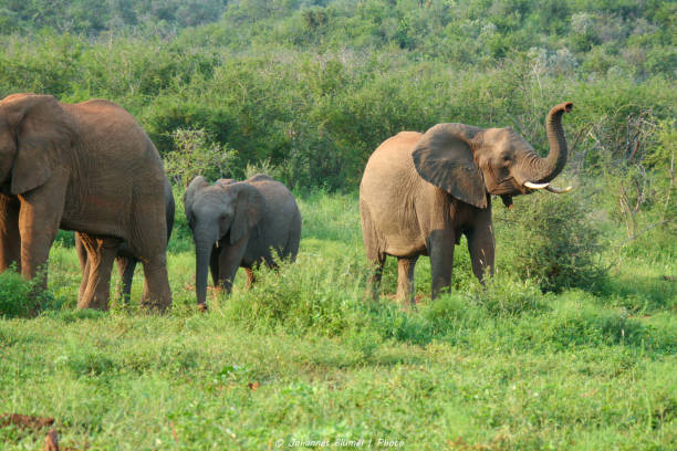 istock Wild elephant in africa 1153469346