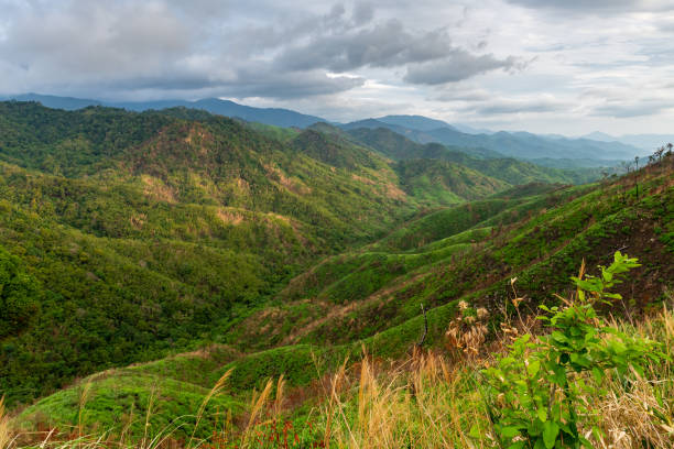 istock Complexity of mountain landscape and tree diversity of forest with beautiful low clouds on top - weeds and shrubs in foreground 1153469352