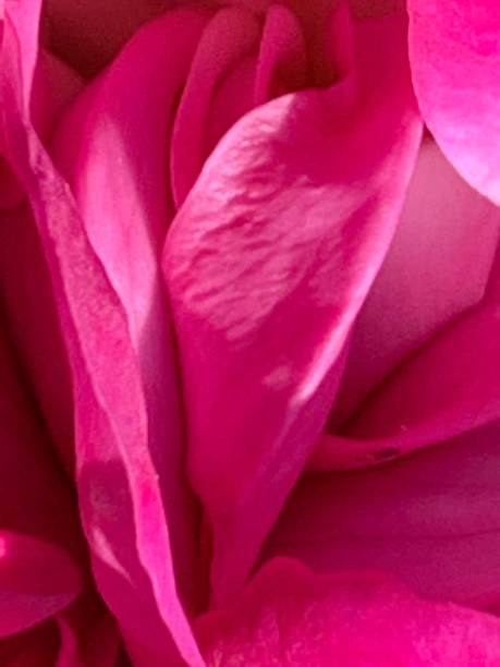 istock Rose petals, rose during flowering 1153469634