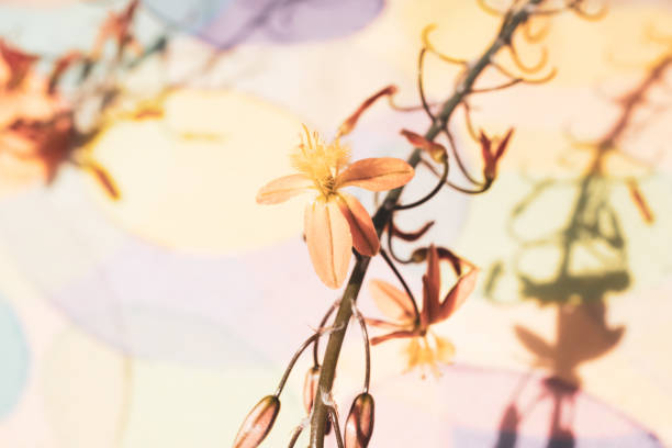 istock Bulbine flowers on a colourful background 1153469685