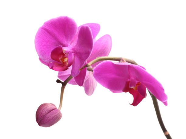 istock Blooming pink orchid, phalaenopsis is isolated on white background. 1153471185